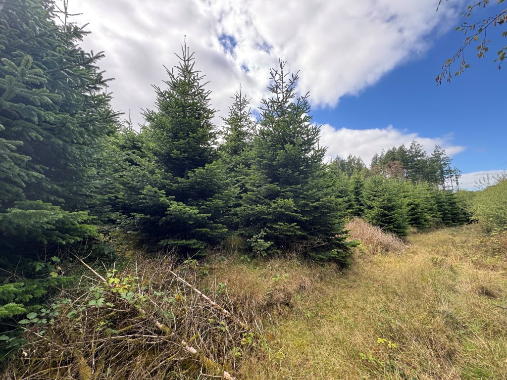 Lot: 23 - FREEHOLD SITE EXTENDING TO ALMOST EIGHT ACRES - General view of the plantation 5